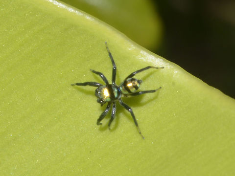 Banded Phintella - Phintella vittata Small jumping Spider of the species Banded Phintella - Phintella vittata, probably a male. Banded Phintella,Geotagged,Jumping Spider,Lambir Hills,Malaysia,Phintella vittata,Sarawak,Spider,Summer