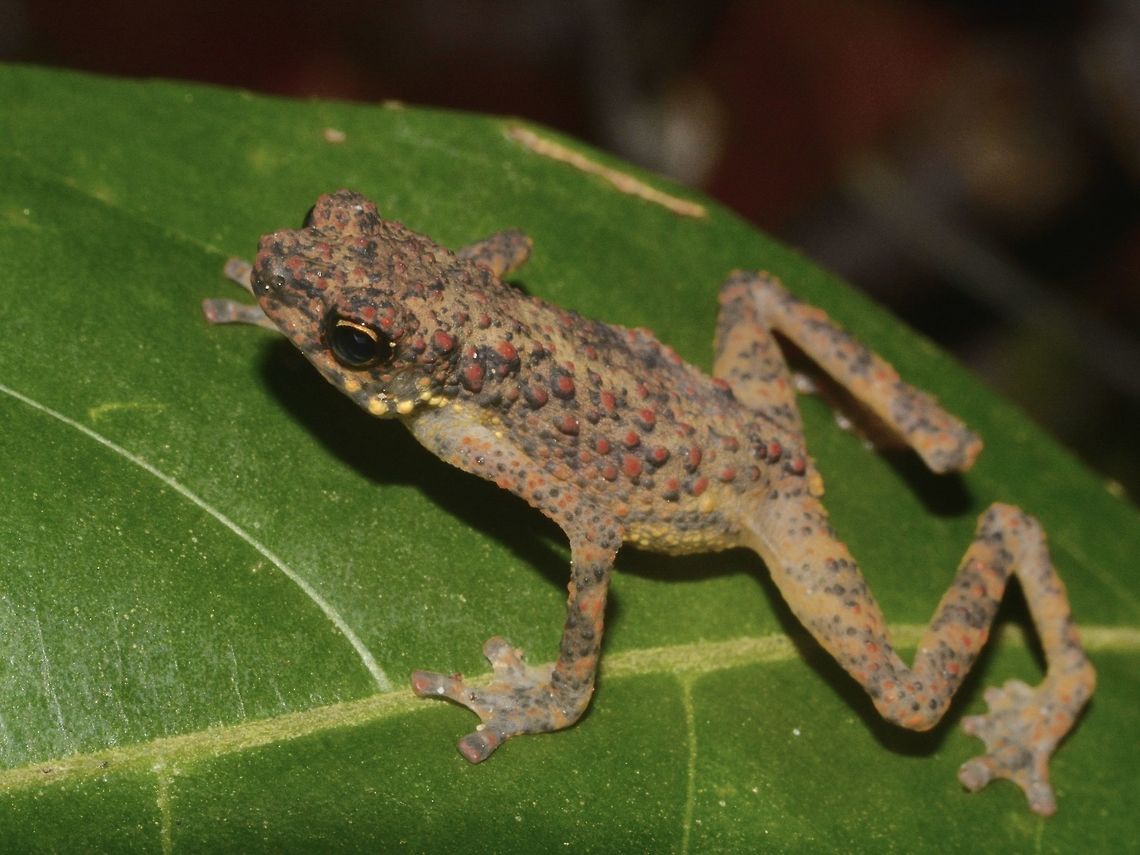 Sarawak Dwarf Toad - Pelophryne saravacensis Pelophryne saravacensis was described by Inger &amp; Stuebing in 2009 and the following diagnosis was given by these authors: "Tips of fingers expanded into truncate discs, tip of third finger equal to or wider than tympanum; webbing leaving one to 1 1&frasl;2 phalanges of outer fingers free; heels meet when legs folded at right angle to body axis; no continuous ventrolateral light band; abdomen dark with small, distinct white spots; males without mandibular spines; adult males 17&ndash;20 mm, adult female 22 mm."<br />
<br />
The skin is coarsely warty. The warts to not possess spines. Many of its warts bear a red dot. The species is very similar to Pelophryne guentheri, the main morphological difference being smaller size and relatively longer legs in P. saravacensis. <br />
<br />
Reproduction and larval stages of this species are unknown. Dwarf Toad,Geotagged,Lambir Hills,Malaysia,Pelophryne saravacensis,Sarawak,Sarawak Dwarf Toad,Summer,Toad