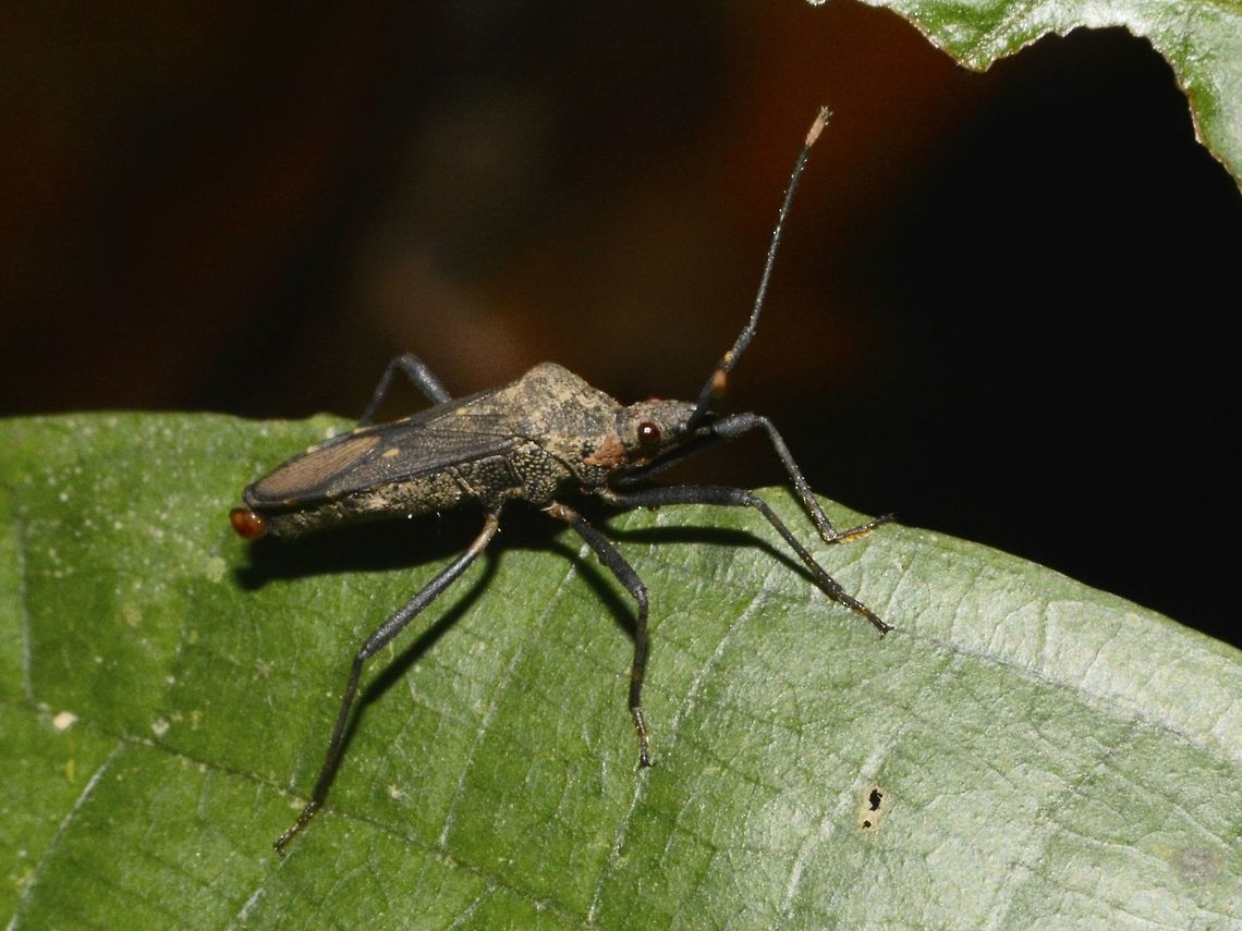 Stink Bug  Bug,Geotagged,Lambir Hills,Malaysia,Sarawak,Stink Bug,Summer