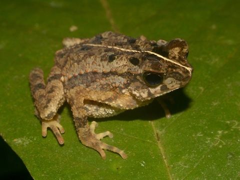 Toad - Ingerophrynus divergens This Ingerophrynus divergens Toad is fairly common and can be found all over Borneo and widespread to the Malay Peninsular and Sumatra. Geotagged,Ingerophrynus divergens,Lambir Hills,Malaysia,Sarawak,Summer,Toad