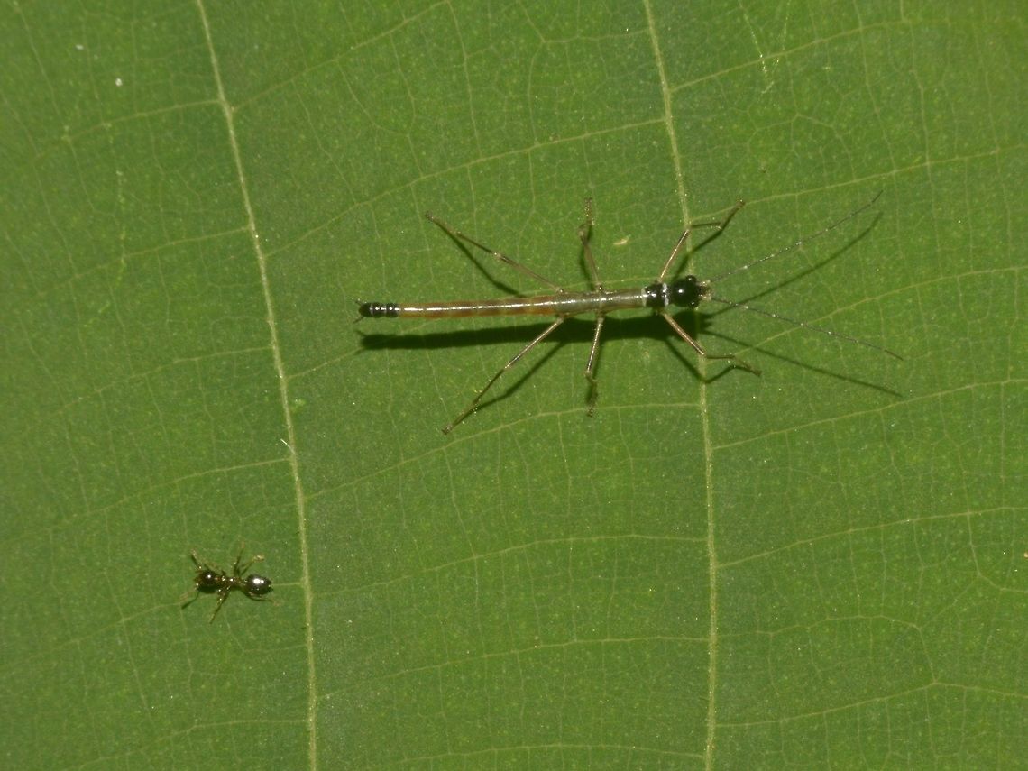 David & Goliath This is a small nymph of a Phasmid, Parorthomeria alexis.  This nymph was around 1.5 cm in length, and there is tiny ant near to it, probably 2 mm in size. Geotagged,Lambir Hills,Malaysia,Parorthomeria alexis,Phasmid,Sarawak,Stick Insect,Summer