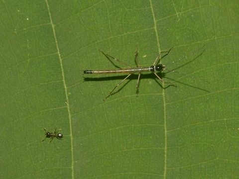 David & Goliath This is a small nymph of a Phasmid, Parorthomeria alexis.  This nymph was around 1.5 cm in length, and there is tiny ant near to it, probably 2 mm in size. Geotagged,Lambir Hills,Malaysia,Parorthomeria alexis,Phasmid,Sarawak,Stick Insect,Summer
