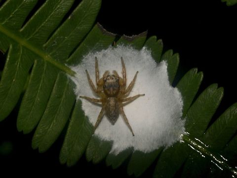 Guarding Eggs Jumping Spider mother brooding her eggs Eggs,Geotagged,Jumping Spider,Lambir Hills,Malaysia,Sarawak,Spider,Summer