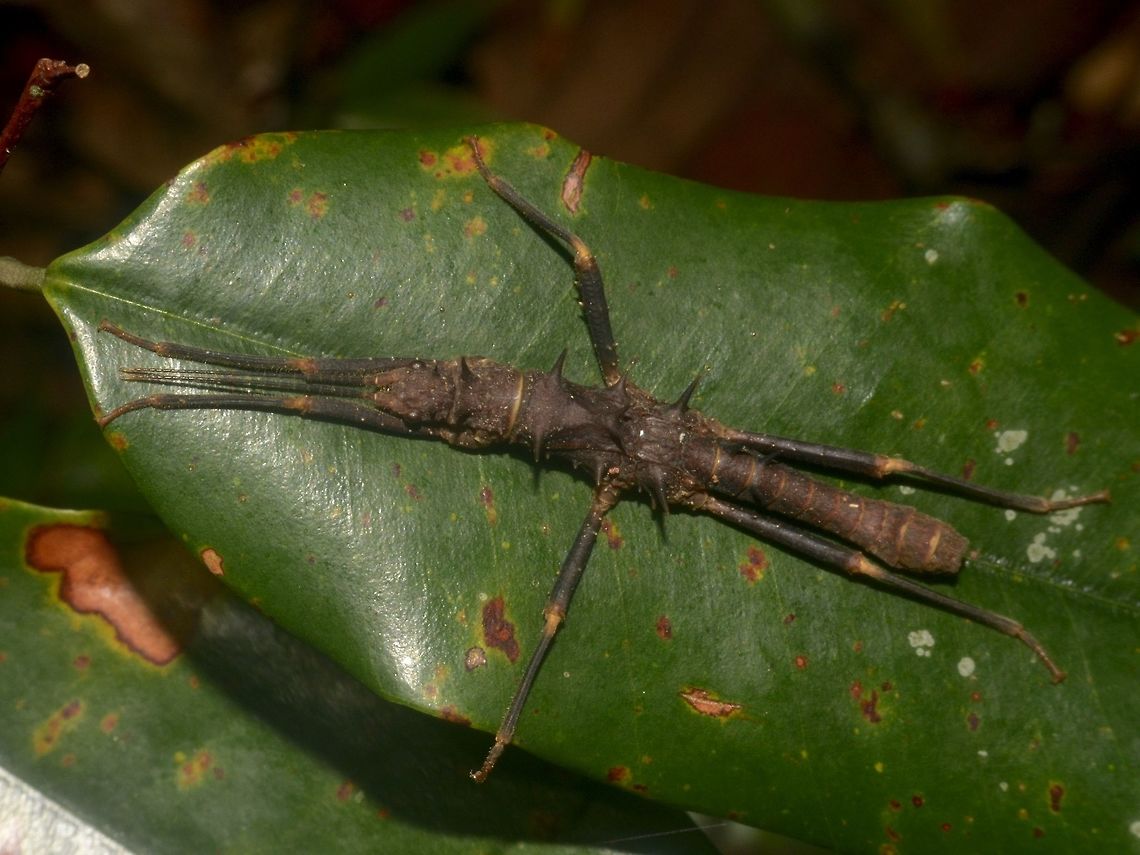Stick Insect, Phasmid - Hoploclonia cuspidata Male Phasmid of the species Hoploclonia cuspidata Geotagged,Hoploclonia cuspidata,Lambir Hills,Malaysia,Phasmid,Sarawak,Stick Insect,Summer