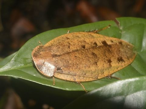 Cockroach  Cockroach,Geotagged,Lambir Hills,Malaysia,Sarawak,Summer