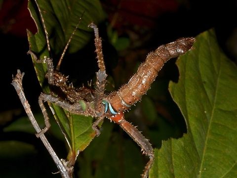 Kung-Fu Stick The Phasmids of the genus Haaniella can be very aggressive in their defensive postures.  They would not hesitate to strike with the spiny hind legs.

This one is of the species Haaniella echinata, showing the blue bands on its coxae. Geotagged,Haaniella echinata,Lambir Hills,Malaysia,Phasmid,Prickly Haaniella,Sarawak,Stick Insect,Summer