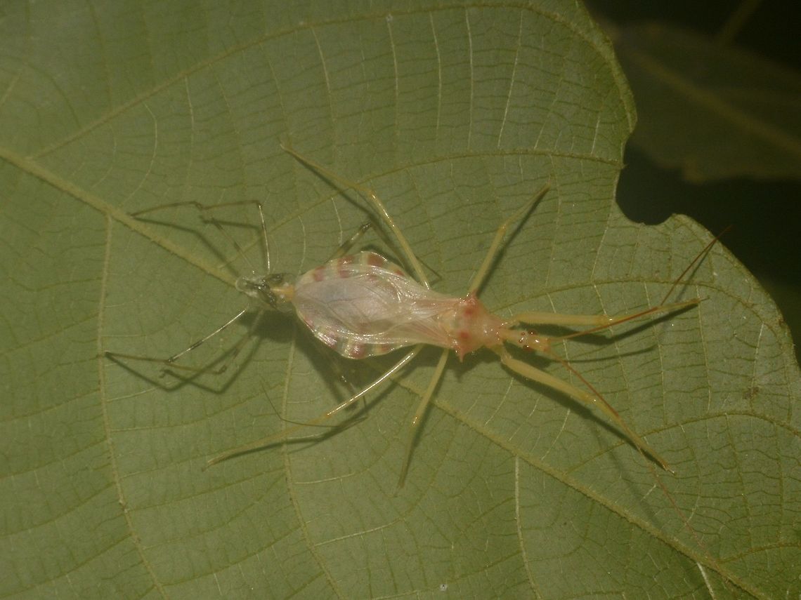 1 or 2 Saw this Assassin Bug nearly finish with the process of moulting, it is still partially attached to the old skin.  The colour is pinkish, usually the &#039;real&#039; colour will only starts to show after 2-3 days of moulting. Assassin Bug,Epidaus latispinus,Lambir Hills,Malaysia,Sarawak