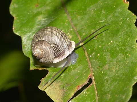 Snail  Geotagged,Lambir Hills,Malaysia,Sarawak,Snail,Summer