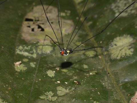 Rudolf the Red Nose Harvesman Harvestman with a red mite on its face! Daddy Long Legs,Geotagged,Harvestman,Lambir Hills,Malaysia,Sarawak,Summer