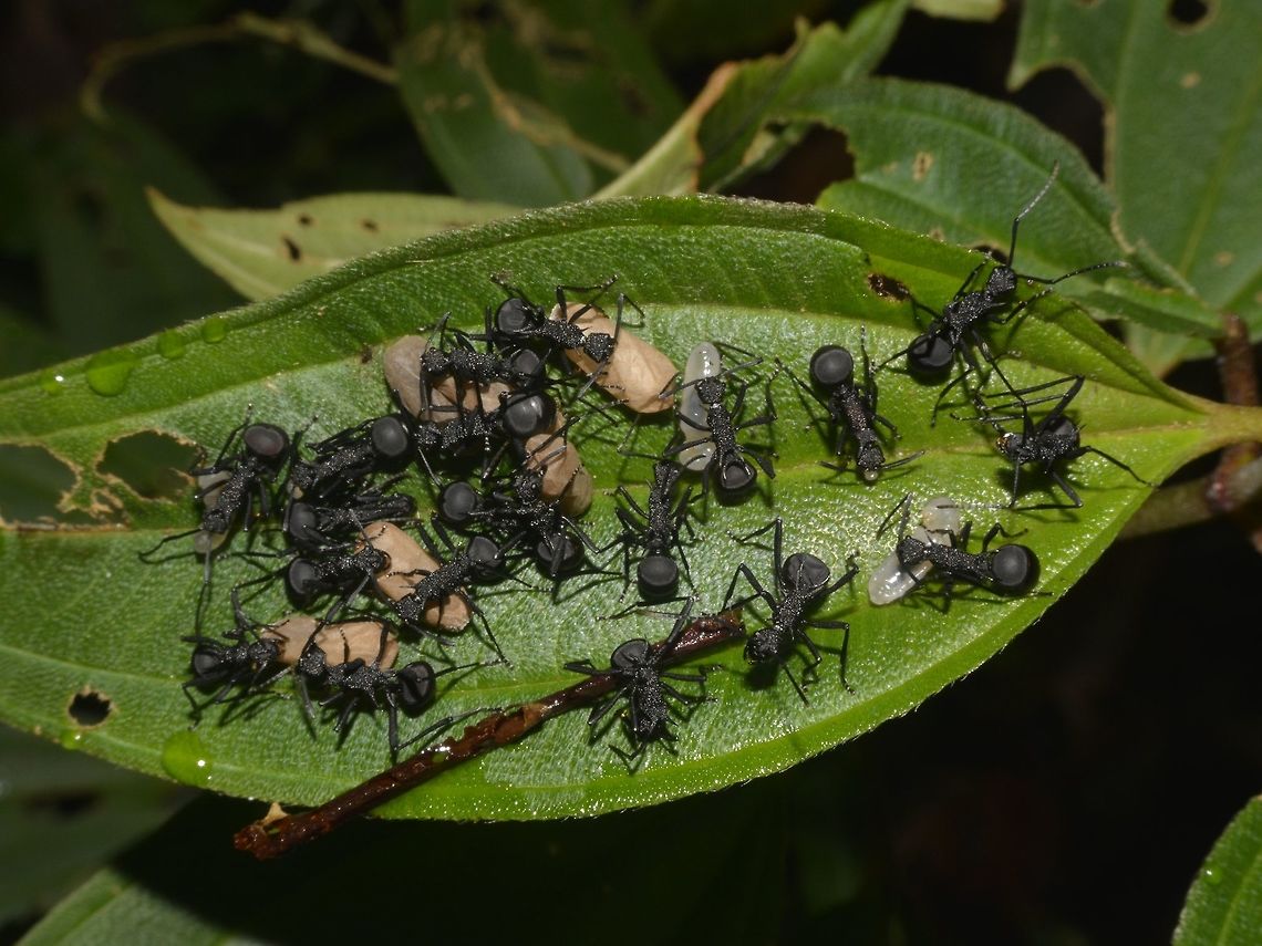 Spiny Ants & Eggs Saw this cluster of Spiny black Ants moving eggs, not sure if its their eggs or they were collecting eggs of other insects. Ants,Eggs,Geotagged,Lambir Hills,Malaysia,Sarawak,Summer
