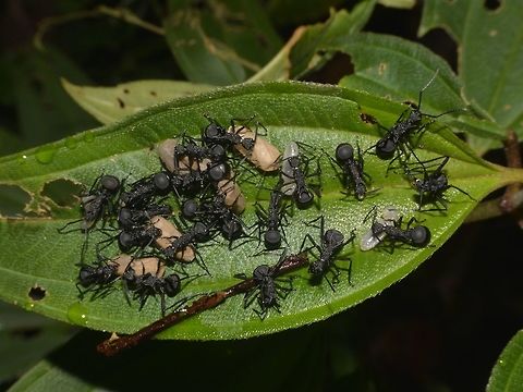 Spiny Ants & Eggs Saw this cluster of Spiny black Ants moving eggs, not sure if its their eggs or they were collecting eggs of other insects. Ants,Eggs,Geotagged,Lambir Hills,Malaysia,Sarawak,Summer