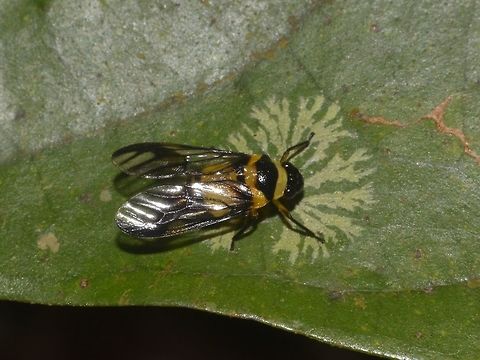True Bug taking a sip Not sure what this is, but its a true bug, Hemiptera, taking a sip of juice from the lichen on the leaf. Bug,Geotagged,Lambir Hills,Malaysia,Sarawak,Summer,True Bug,hemiptera