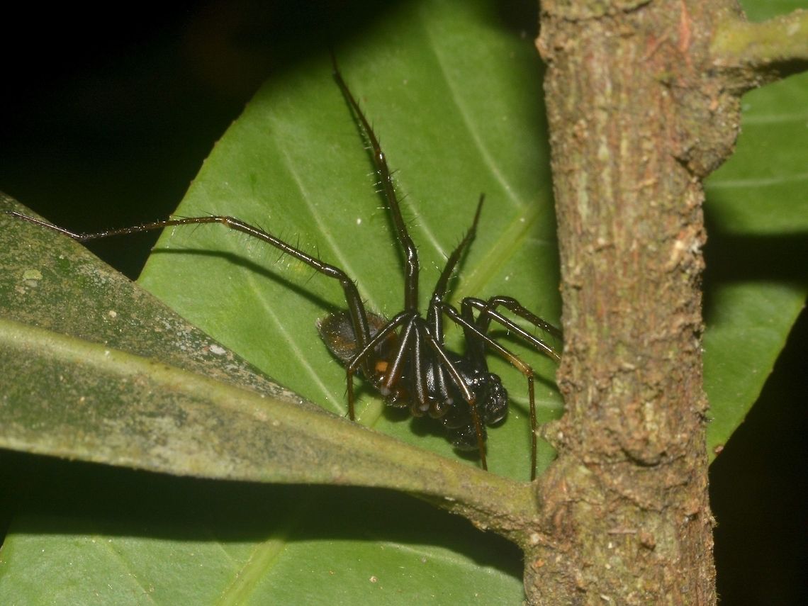 Ground Spider This is a Ground Spider, from the genus Mallinella, but not familiar of what species. Geotagged,Ground Spider,Lambir Hills,Malaysia,Mallinella,Sarawak,Spider,Summer