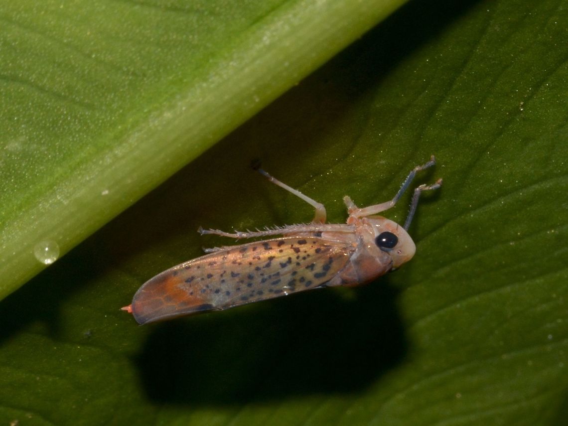Pink Hopper  Geotagged,Hopper,Lambir Hills,Malaysia,Sarawak,Summer