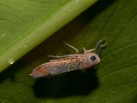 Pink Hopper  Geotagged,Hopper,Lambir Hills,Malaysia,Sarawak,Summer