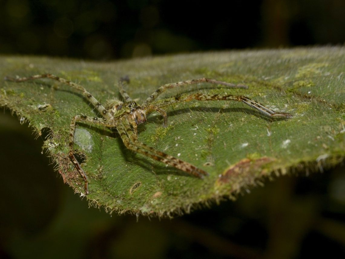 Huntsman Spider - Heteropoda boiei  Geotagged,Heteropoda boiei,Huntsman Spider,Lambir Hills,Malaysia,Sarawak,Spider,Summer