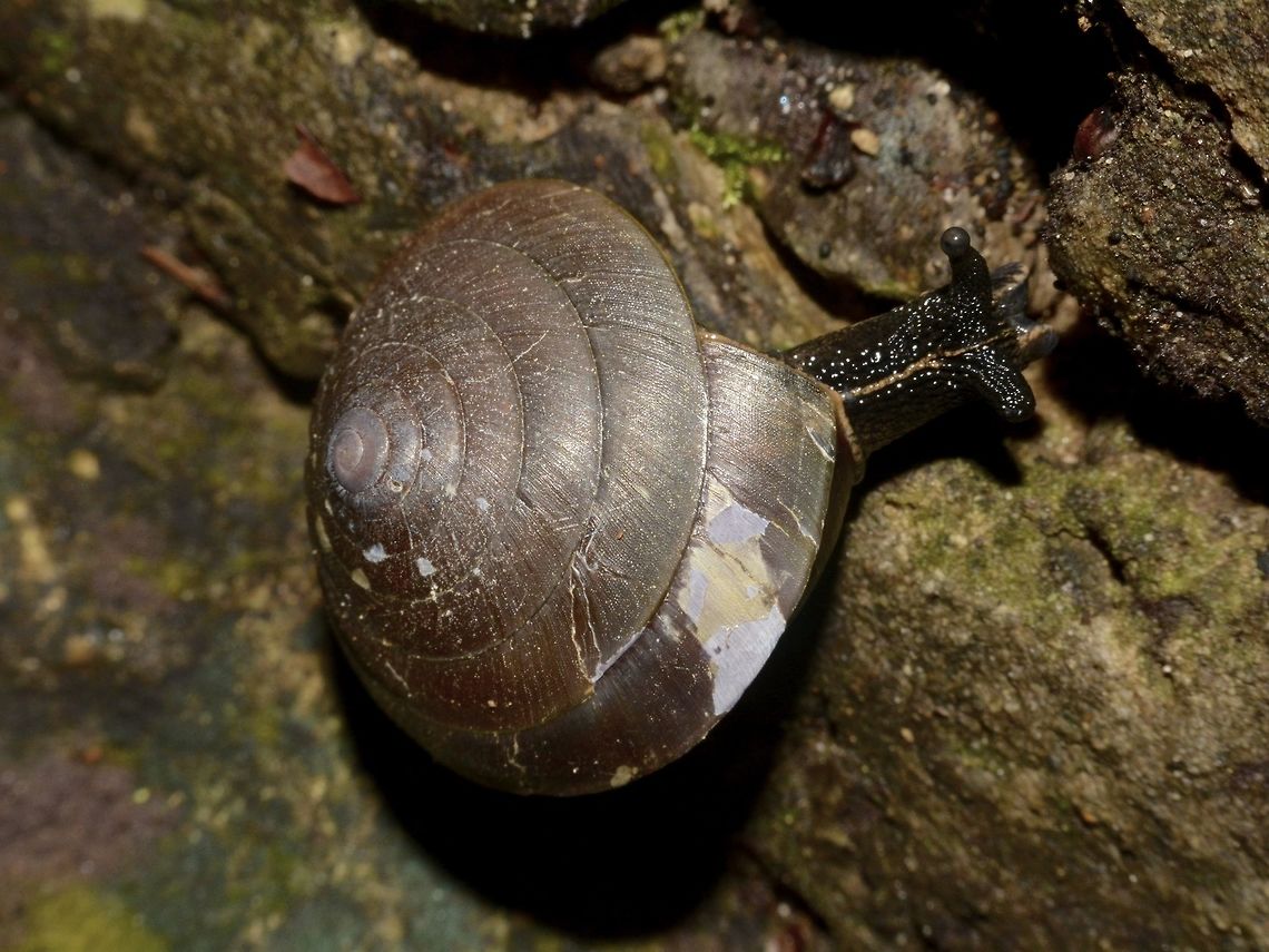 Snail  Geotagged,Lambir Hills,Malaysia,Sarawak,Snail,Summer