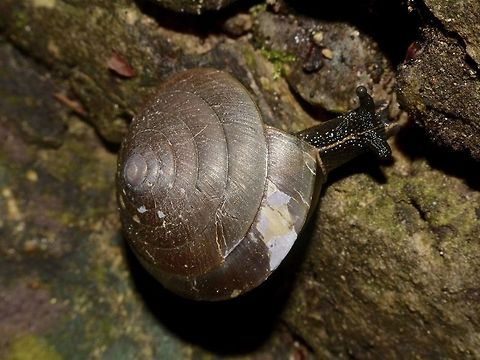 Snail  Geotagged,Lambir Hills,Malaysia,Sarawak,Snail,Summer