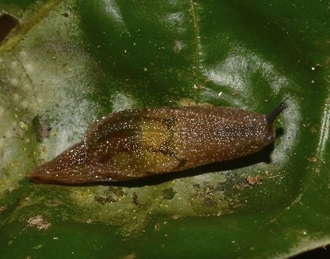 Sn-ug? When you cross a SNail and a slUG, do you get a Snug?

They are called Semi-slugs, also spelled semislugs which are land gastropods whose shells are too small for them to retract into, but not quite vestigial. The shell of some semi-slugs may not be easily visible on casual inspection, because the shell may be covered over with the mantle.

This is a type of gastropod that is intermediate between a slug (without an external shell) and a land snail (with a large enough shell to retract completely into).
 Geotagged,Lambir Hills,Malaysia,Sarawak,Semi-Slugs,Semislugs,Slug,Snail,Summer