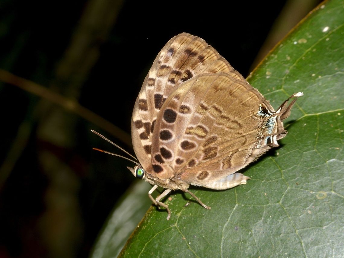 Vinous Oakblue - Arhopala athada This Vinous Oakblue - Arhopala athada is a small butterfly, top of the wings is blueish in colour. Arhopala athada,Butterfly,Geotagged,Lambir Hills,Malaysia,Sarawak,Summer,Vinous Oakblue