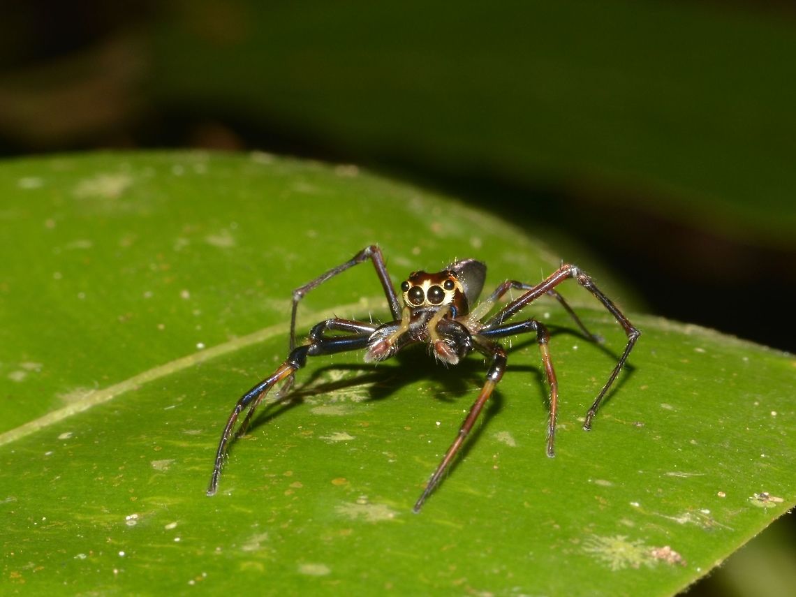 Wide Jawed Jumping Spider - Parabathippus petrae This Wide Jawed Jumping Spider - Parabathippus petrae is a fairly recently described species of Jumping Spider by PROSZYNSKI &amp; DEELEMAN-REINHOLD in the year 2012. Geotagged,Jumping Spider,Lambir Hills,Malaysia,Parabathippus petrae,Sarawak,Spider,Summer,Wide Jawed Jumping Spider