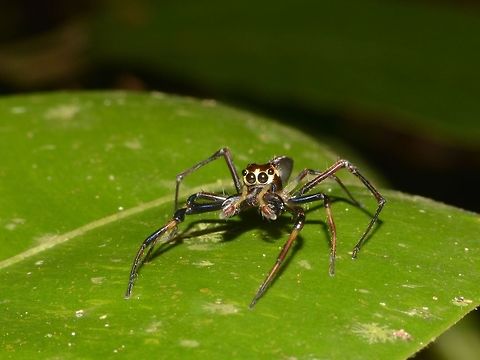Wide Jawed Jumping Spider - Parabathippus petrae This Wide Jawed Jumping Spider - Parabathippus petrae is a fairly recently described species of Jumping Spider by PROSZYNSKI & DEELEMAN-REINHOLD in the year 2012. Geotagged,Jumping Spider,Lambir Hills,Malaysia,Parabathippus petrae,Sarawak,Spider,Summer,Wide Jawed Jumping Spider