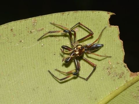 Wide Jawed Jumping Spider - Parabathippus petrae Top view of the same Spider to better show the wider jaw. Geotagged,Jumping Spider,Lambir Hills,Malaysia,Parabathippus petrae,Sarawak,Spider,Summer,Wide Jawed Jumping Spider