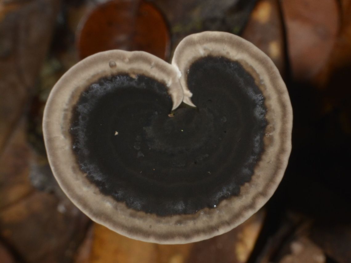 Fungi  Fungi,Geotagged,Lambir Hills,Malaysia,Sarawak,Summer