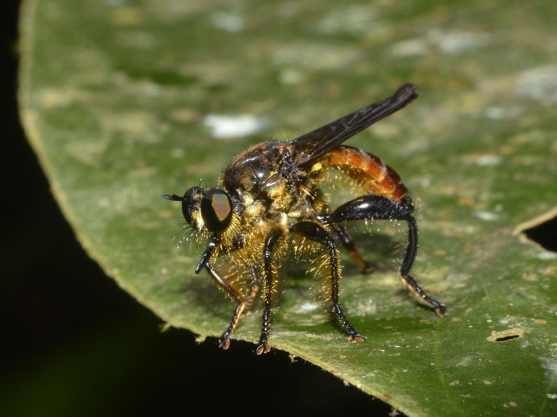 Robber Fly Same Robber Fly as previous Spotting, taken from the side to show the whole Fly. Asilidae,Geotagged,Lambir Hills,Malaysia,Robber Fly,Sarawak,Summer