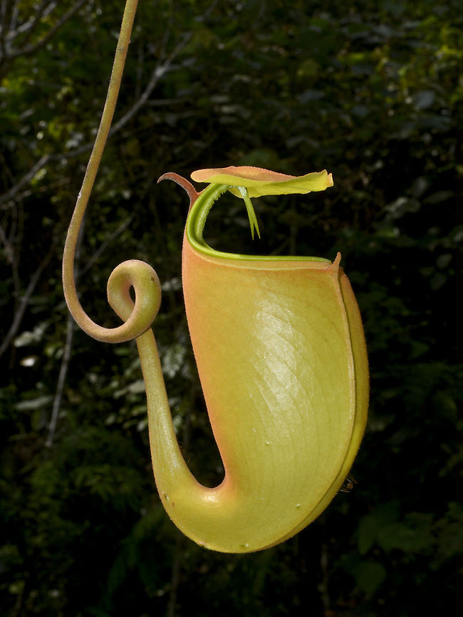 Fanged Pitcher Plant - Nepenthes bicalcarata, Upper Pitcher This is the Upper pitcher of Fanged Pitcher Plant - Nepenthes bicalcarata, the name is for obvious reasons for the 2 spines that looks like fangs, under the lid. Fanged Pitcher Plant,Geotagged,Lambir Hills,Malaysia,Nepenthes bicalcarata,Pitcher Plant,Sarawak,Summer