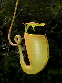 Fanged Pitcher-Plant