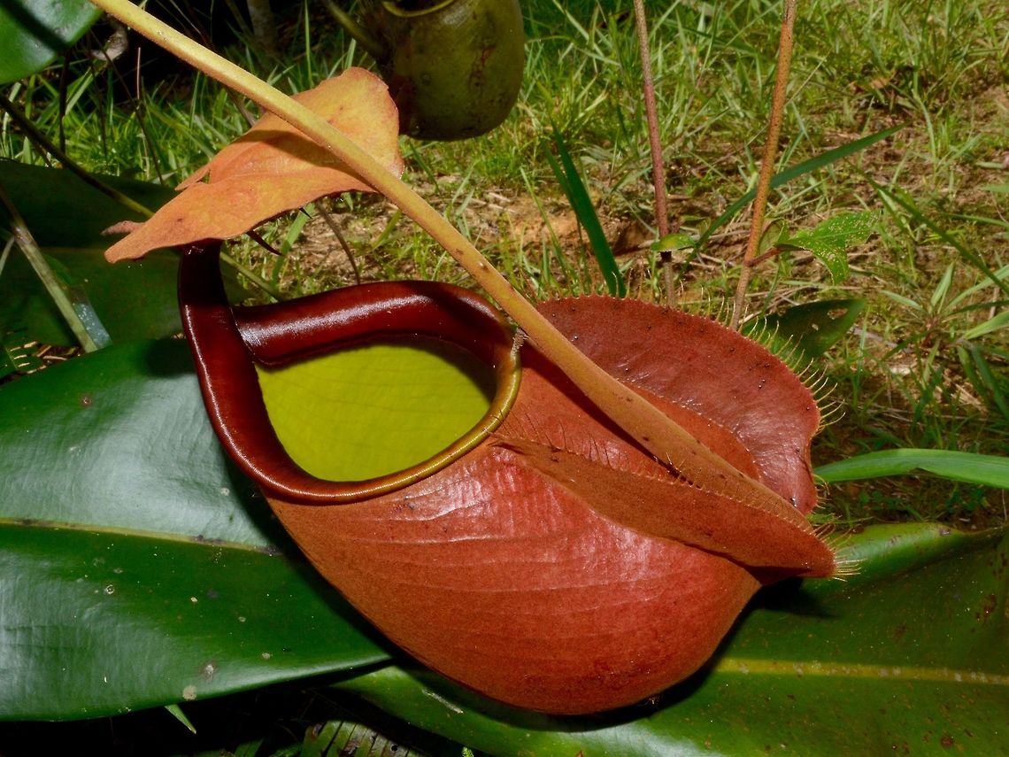 Fanged Pitcher Plant - Nepenthes bicalcarata, Lower Pitcher The is the lower pitcher of the Fanged Pitcher Plant - Nepenthes bicalcarata found at the same place as previous Spotting.  I had originally thought they were 2 different species of Pitcher Plant but now realized they are both the same and  the shapes for Upper and Lower Pitchers are different. Geotagged,Lambir Hills,Malaysia,Nepenthes bicalcarata,Pitcher Plant,Sarawak,Summer