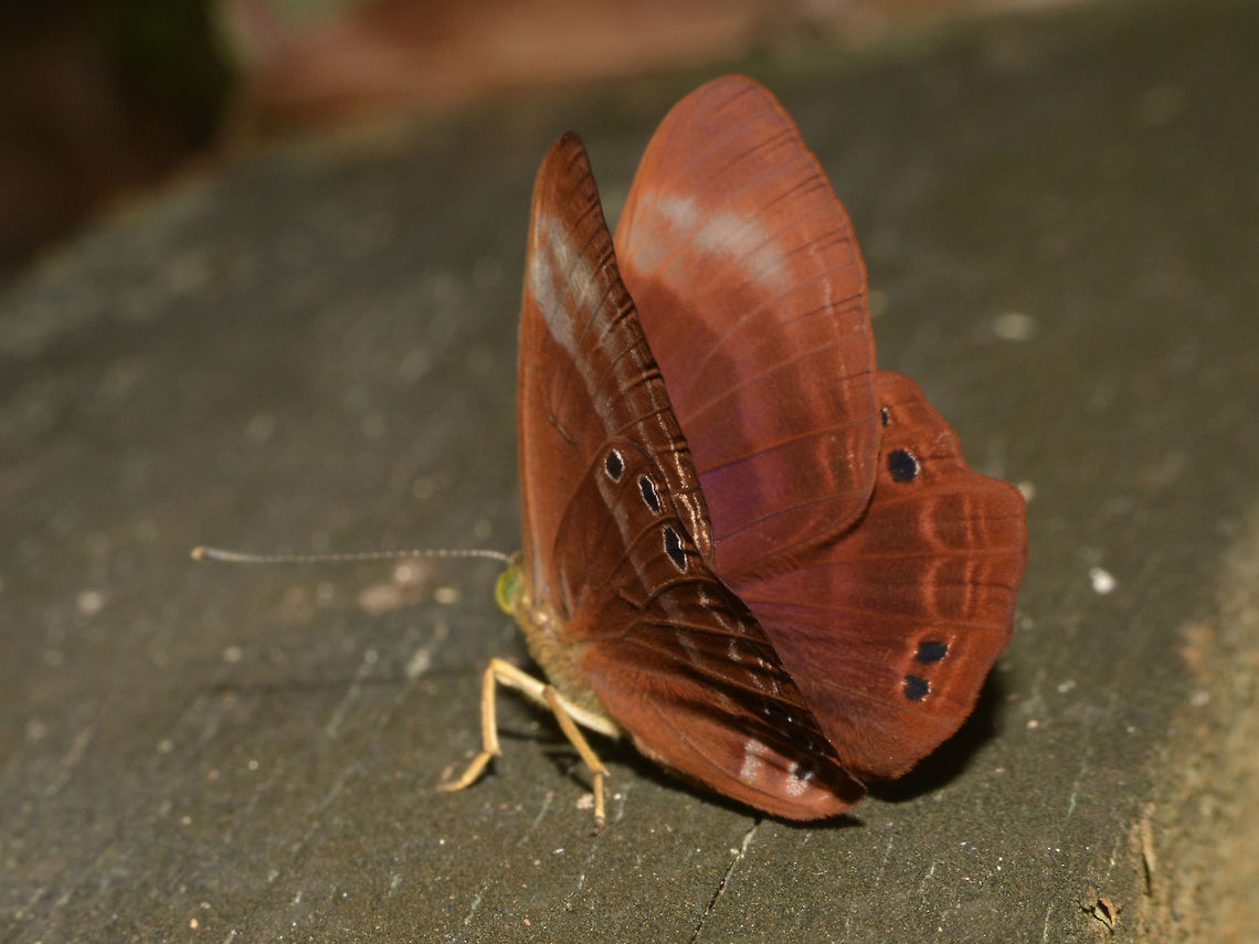 Spotted Judy Butterfly - Abisara geza  Abisara geza,Butterfly,Geotagged,Lambir,Malaysia,Sarawak,Spotted Judy Butterfly,Summer