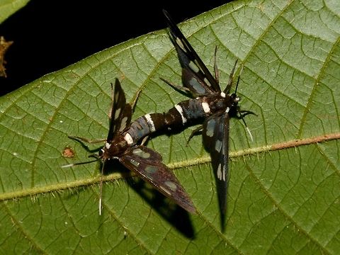 Wasp Moth - Caeneressa sp. A pair of Wasp Moth of the genus Caeneressa. Caeneressa,Caeneressa sp.,Geotagged,Lambir Hills,Malaysia,Sarawak,Summer,Wasp Moth