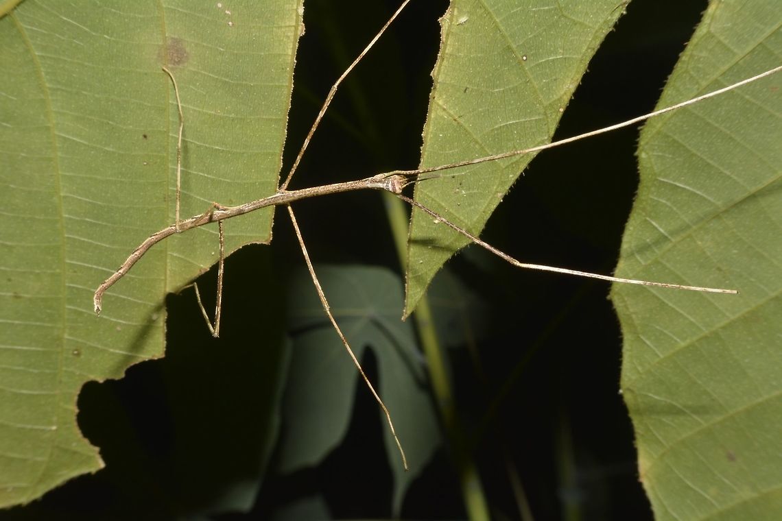 Baby Stick This is a nymph of a Phasmid from the genus Phobaeticus. Geotagged,Lambir Hills,Malaysia,Phasmid,Phobaeticus,Sarawak,Stick Insect,Summer
