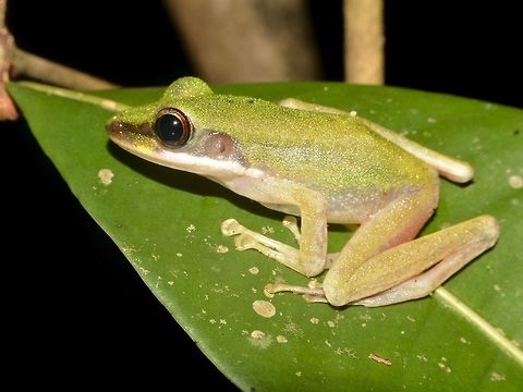 White-Lipped Frog - Hylarana raniceps  Chalcorana raniceps,Copper-cheeked Frog,Frog,Geotagged,Hylarana raniceps,Lambir Hills,Malaysia,Sarawak,Summer,White-lipped Frog,White-lipped frog