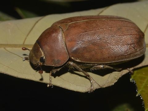 Beetle  Beetle,Geotagged,Lambir Hills,Malaysia,Sarawak,Summer
