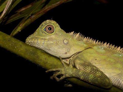 Borneo Anglehead Lizard - Gonocephalus borneensis  Borneo Anglehead Lizard,Geotagged,Gonocephalus bornensis,Lambir Hills,Malaysia,Sarawak,Summer