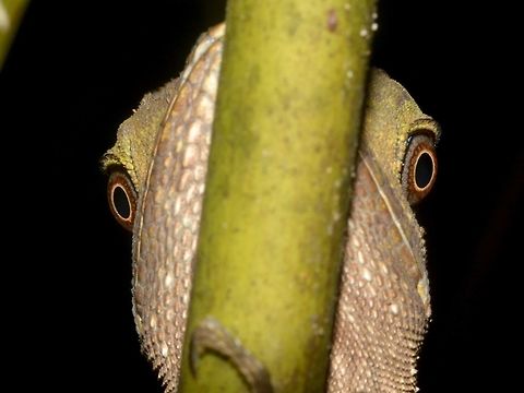 Can't hide the Eyes This is the same Borneo Anglehead Lizard as previous post. Borneo Anglehead Lizard,Geotagged,Gonocephalus bornensis,Lambir Hills,Lizard,Malaysia,Sarawak,Summer