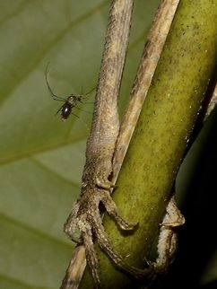 Full meal of Blood This Mosquito was having a feast and is full of blood from the Borneo Anglehead Lizard of the previous post. Geotagged,Lambir Hills,Malaysia,Mosquito,Sarawak,Summer