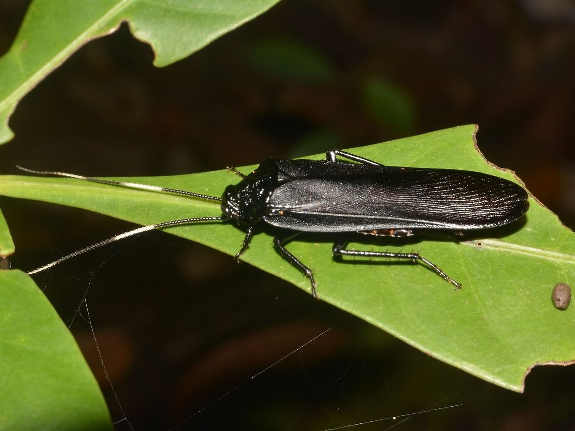 Jungle Cockroach - Catara minor Jungle Cockroach - Catara minor, almost all black in colour with segments of white on its antennae. Catara minor,Cockroach,Geotagged,Jungle Cockroach,Lambir Hills,Malaysia,Sarawak,Summer