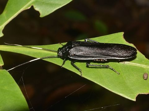 Jungle Cockroach - Catara minor Jungle Cockroach - Catara minor, almost all black in colour with segments of white on its antennae. Catara minor,Cockroach,Geotagged,Jungle Cockroach,Lambir Hills,Malaysia,Sarawak,Summer