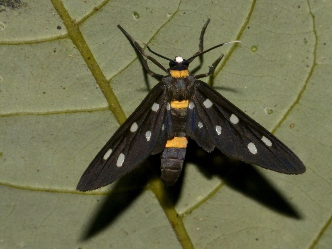 Day Flying Moth - Amata sp  Amata,Amata sp,Day Flying Moth,Geotagged,Lambir Hills,Malaysia,Moth,Sarawak,Summer