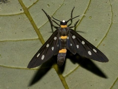 Day Flying Moth - Amata sp  Amata,Amata sp,Day Flying Moth,Geotagged,Lambir Hills,Malaysia,Moth,Sarawak,Summer
