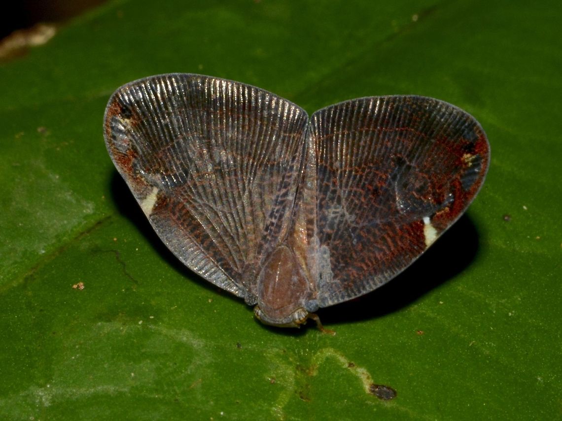 Moth Hopper Moth Hopper from the family of Ricaniidae Geotagged,Hopper,Malaysia,Moth Hopper,Mulu,Ricaniidae,Sarawak,Summer