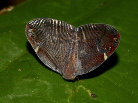 Moth Hopper Moth Hopper from the family of Ricaniidae Geotagged,Hopper,Malaysia,Moth Hopper,Mulu,Ricaniidae,Sarawak,Summer