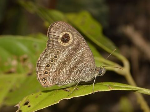 Malayan Six Ring Butterfly - Ypthima fasciata torone  Butterfly,Geotagged,Malayan Six Ring Butterfly,Malaysia,Mulu,Sarawak,Summer,Ypthima fasciata torone