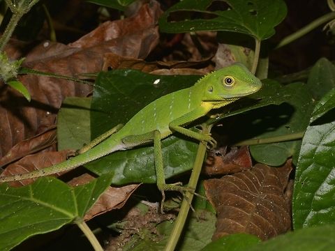 Green Crested Lizard - Bronchocela cristatella  Bronchocela cristatella,Geotagged,Green Crested Lizard,Lizard,Malaysia,Mulu,Sarawak,Summer