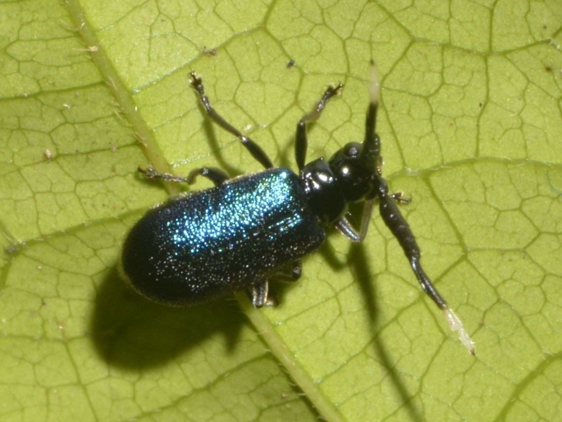 Blue Beetle Small Beetle, around 1 cm, with blue coloured body` Beetle,Geotagged,Malaysia,Mulu,Sarawak,Summer