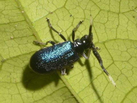 Blue Beetle Small Beetle, around 1 cm, with blue coloured body` Beetle,Geotagged,Malaysia,Mulu,Sarawak,Summer
